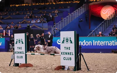 img - kennel club